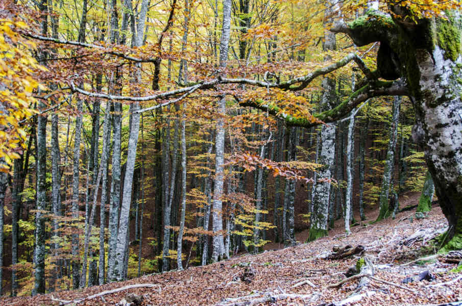 Comunidad Foral de Navarra 057 - Selva de Irati.jpg